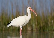 IMG_1866-web * White Ibis; Fort de Soto * White Ibis; Fort de Soto