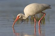 IMG_1984-alt-web * White Ibis; Fort de Soto * White Ibis; Fort de Soto