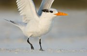IMG_2073-web * Royal Tern; Fort de Soto * Royal Tern; Fort de Soto