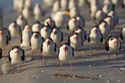 IMG_2211-web * Black Skimmer; Fort de Soto * Black Skimmer; Fort de Soto