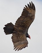 IMG_2297-web * Turkey Vulture; Myakka River SP * Turkey Vulture; Myakka River SP