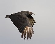 IMG_2328-web * Black Vulture; Myakka River SP * Black Vulture; Myakka River SP