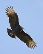 IMG_2684-web * Black Vulture; Myakka River SP * Black Vulture; Myakka River SP
