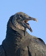 IMG_2880-alt-web * Black Vulture; Myakka River SP * Black Vulture; Myakka River SP