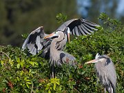 IMG_3169-web * Great Blue Heron; Venice Rookery * Great Blue Heron; Venice Rookery