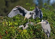 IMG_3176-web * Great Blue Heron; Venice Rookery * Great Blue Heron; Venice Rookery