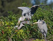 IMG_3187-web * Great Blue Heron; Venice Rookery * Great Blue Heron; Venice Rookery