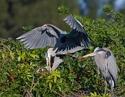 IMG_3197-web * Great Blue Heron; Venice Rookery * Great Blue Heron; Venice Rookery