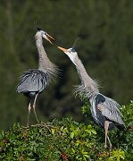 IMG_3355-web * Great Blue Heron; Venice Rookery * Great Blue Heron; Venice Rookery
