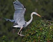 IMG_3421-web * Great Blue Heron; Venice Rookery * Great Blue Heron; Venice Rookery