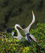 IMG_3423-alt-web * Great Blue Heron; Venice Rookery * Great Blue Heron; Venice Rookery