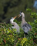 IMG_3437-web * Great Blue Heron; Venice Rookery * Great Blue Heron; Venice Rookery