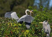 IMG_3476-web * Great Blue Heron; Venice Rookery * Great Blue Heron; Venice Rookery