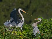 IMG_3514-alt-web * Great Blue Heron nest; Venice Rookery * Great Blue Heron nest; Venice Rookery