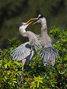 IMG_3567-web * Great Blue Heron nest; Venice Rookery * Great Blue Heron nest; Venice Rookery