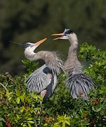 IMG_3573-alt-web * Great Blue Heron nest; Venice Rookery * Great Blue Heron nest; Venice Rookery