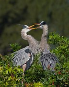 IMG_3581-web * Great Blue Heron nest; Venice Rookery * Great Blue Heron nest; Venice Rookery
