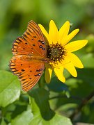 IMG_3617-web * Butterfly; Corkscrew Swamp * Butterfly; Corkscrew Swamp