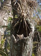 IMG_3678-web * Screech Owl; Corkscrew Swamp * Screech Owl; Corkscrew Swamp