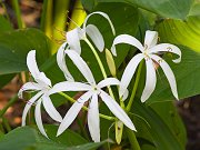 IMG_3690-web * Lily; Corkscrew Swamp * Lily; Corkscrew Swamp