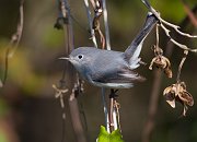 IMG_3914-alt-web * Blue-gray Gnatcatcher; Corkscrew Swamp * Blue-gray Gnatcatcher; Corkscrew Swamp