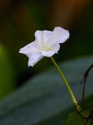 IMG_3951-alt-web * Trumpet Flower; Corkscrew Swamp * Trumpet Flower; Corkscrew Swamp