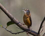 IMG_4051-web * Carolina Wren; Corkscrew Swamp * Carolina Wren; Corkscrew Swamp