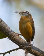 IMG_4107-web * Carolina Wren; Corkscrew Swamp * Carolina Wren; Corkscrew Swamp
