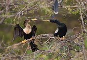 IMG_4332-web * Anhinga; Wakodahatchee Wetlands * Anhinga; Wakodahatchee Wetlands