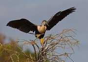 IMG_4359-web * Anhinga; Wakodahatchee Wetlands * Anhinga; Wakodahatchee Wetlands