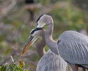 IMG_4471-web * Great Blue Heron; Wakodahatchee Wetlands * Great Blue Heron; Wakodahatchee Wetlands