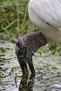 IMG_4651-web * Wood Stork; Green Cay Wetlands * Wood Stork; Green Cay Wetlands