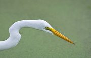IMG_4726-web * Great Egret; Green Cay Wetlands * Great Egret; Green Cay Wetlands