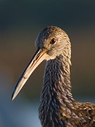 IMG_4889-web * Limpkin; Green Cay Wetlands, FL * Limpkin; Green Cay Wetlands, FL
