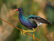 IMG_5035-web * Purple Gallinule; Green Cay Wetlands, FL * Purple Gallinule; Green Cay Wetlands, FL