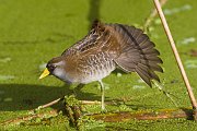 IMG_5373-web * Sora; Green Cay Wetlands * Sora; Green Cay Wetlands
