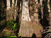 IMG_5442-web * Corkscrew Swamp * Corkscrew Swamp