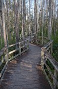 IMG_5462-web * Corkscrew Swamp * Corkscrew Swamp