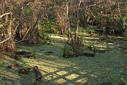 IMG_5464-web * Corkscrew Swamp * Corkscrew Swamp