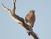 IMG_5523-alt-web * Red-shouldered Hawk; Green Cay * Red-shouldered Hawk; Green Cay
