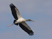 IMG_5639-web * Wood Stork; Green Cay Wetlands * Wood Stork; Green Cay Wetlands
