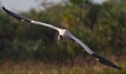 IMG_5651-web * Wood Stork; Green Cay Wetlands * Wood Stork; Green Cay Wetlands