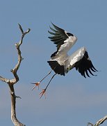 IMG_5659-web * Wood Stork; Green Cay Wetlands * Wood Stork; Green Cay Wetlands