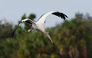 IMG_5678-web * Wood Stork; Green Cay Wetlands * Wood Stork; Green Cay Wetlands