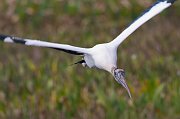 IMG_5681-web * Wood Stork; Green Cay Wetlands * Wood Stork; Green Cay Wetlands