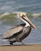 IMG_5925-web * Brown Pelican; Hobe Sound NWR * Brown Pelican; Hobe Sound NWR