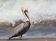 IMG_5961-web * Brown Pelican; Hobe Sound NWR * Brown Pelican; Hobe Sound NWR