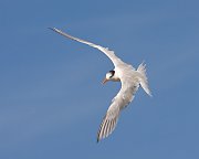 IMG_5974-web * Royal Tern; Hobe Sound NWR * Royal Tern; Hobe Sound NWR