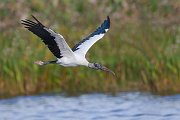 IMG_6280-web * Wood Stork; Green Cay * Wood Stork; Green Cay