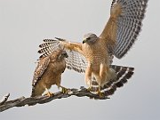 IMG_6390-alt7-web * Red-shouldered Hawk; Green Cay * Red-shouldered Hawk; Green Cay
